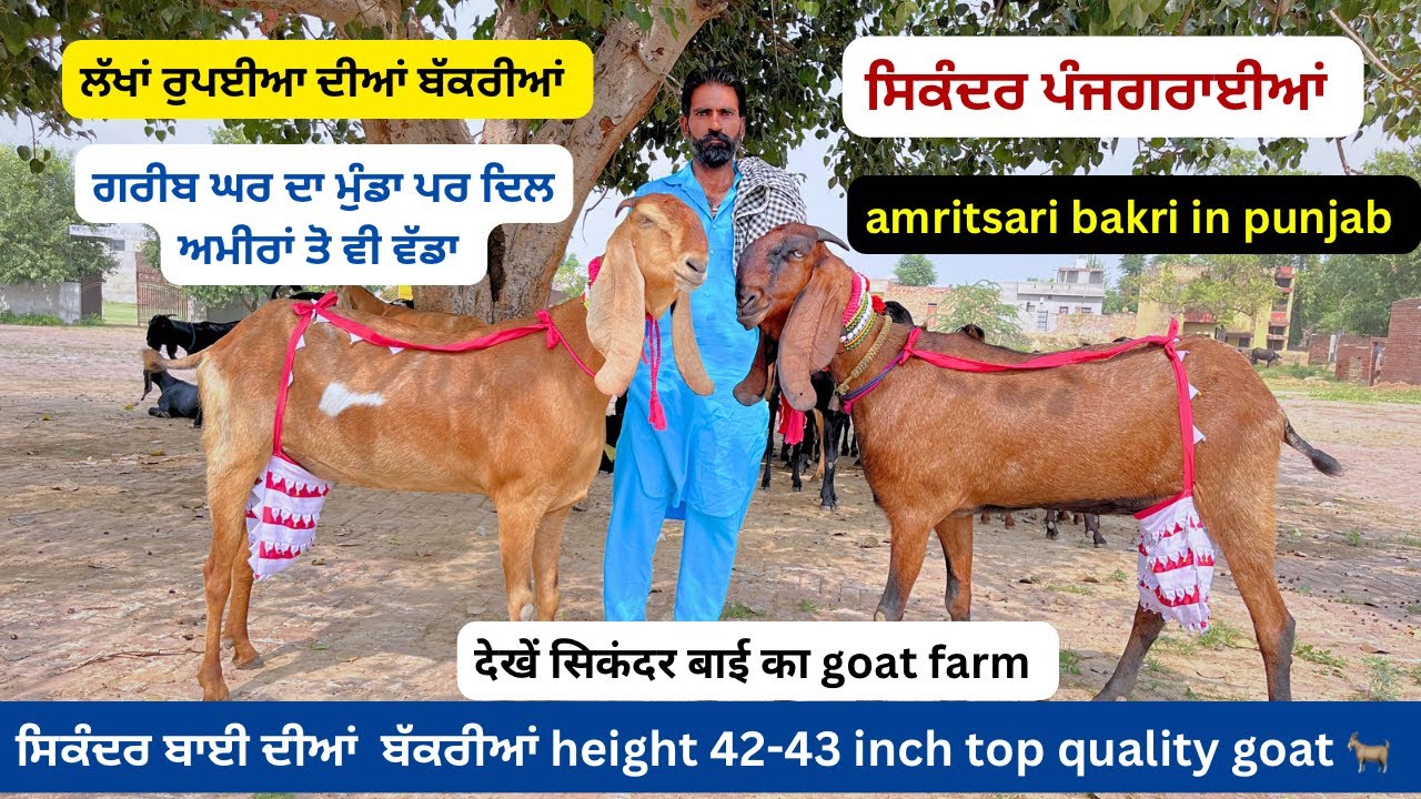 ਸਿਕੰਦਰ ਬਾਈ ਕੋਲ 42-43 inch height ਦੀਆਂ amritsari ਬੱਕਰੀਆਂ || amritsari goat farm in Punjab #goatfarm