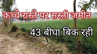 43.बीघा खेती कि जमीन बिकाऊ हैं कच्ची सड़क से लगीagriculture land for sale.land for sale