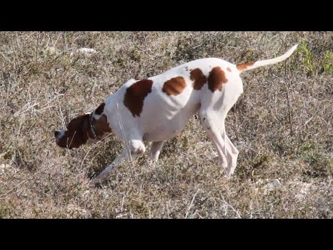 Video: Pointer Dog Irk Hipoalerjenik, Sağlık Ve Ömrü