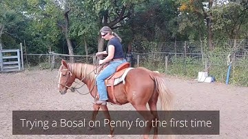 Trying out a Bosal - bitless bridle type on a tune up 7 year old mare