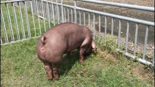 202101期 拍賣順序 9 (D0417-05)