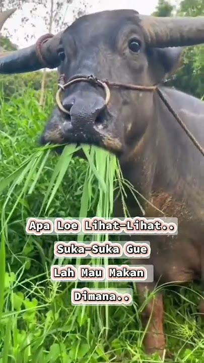 Dikejar Kerbau #liariesty #funny #humorsegar #comedy #bikintertawa #lucu #ngakak #hiburan #shorts