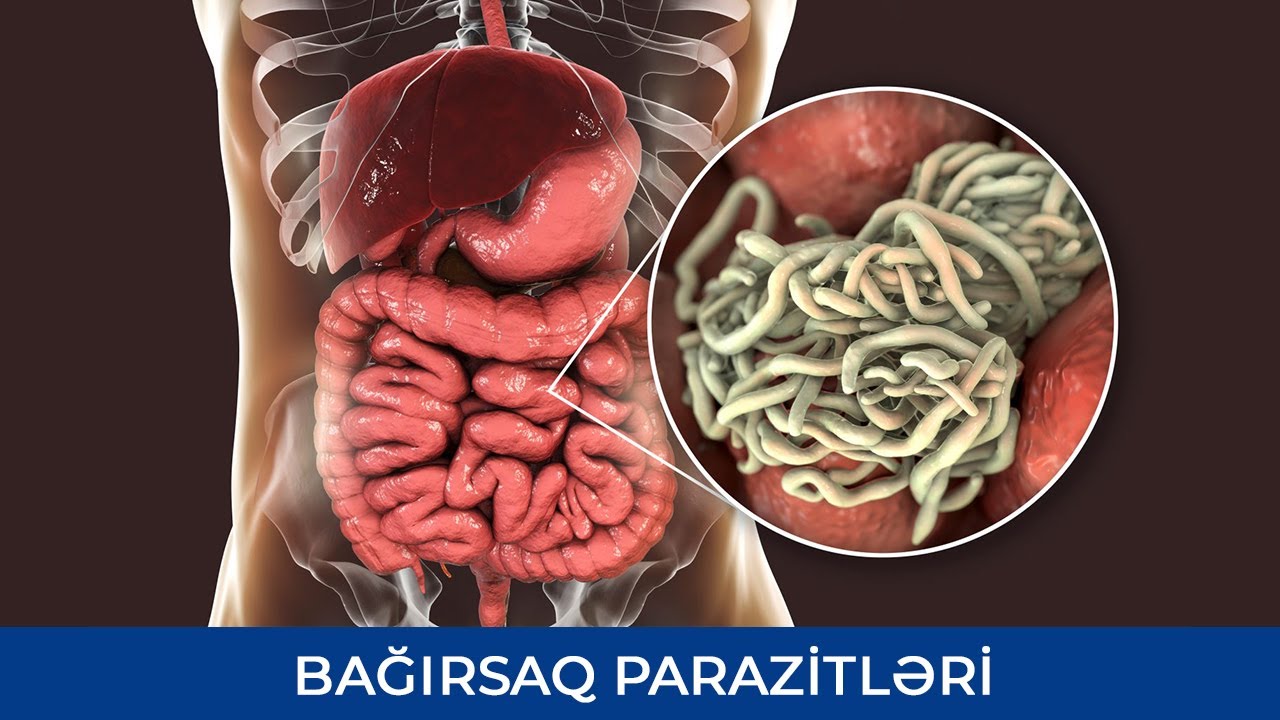 Bağırsaq parazitlərində biokimyəvi analizlərin rolu - Fərid Məsməliyev ...