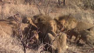 Incredible scene as lions catch a warthog