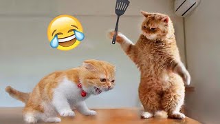 Los Mejores Videos de Gatos Chistosos 2023 #485 by Gatos Graciosos 1,171,996 views 1 year ago 10 minutes, 22 seconds