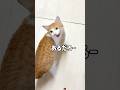 台所で晩御飯作ってたら子猫が血相を変えてやって来ました#shorts