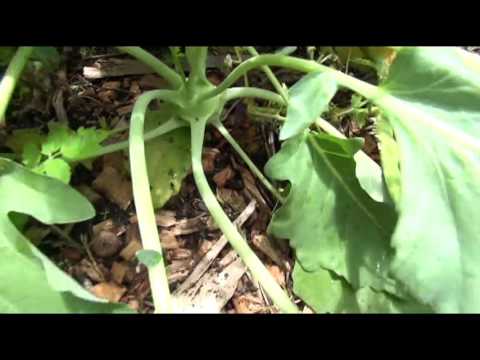 Video: Er alle brassica-blader spiselige?