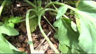 ⟹ KOHLRABI | Brassica oleracea | older footage of some kohlrabi i had growing