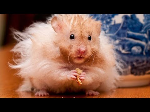 У ХОМЯКОВ ЕСТЬ СТРАШНАЯ ТАЙНА - МАМЫ ХОМЯКИ ЕДЯТ...... СВОИХ ДЕТЁНЫШЕЙ ...