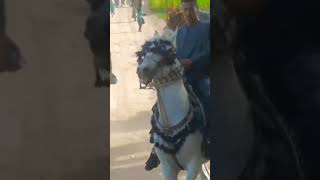 مهرجان خيل الصعيد