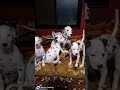 dalmatian puppis available in gayatri pet shop pandharpur &amp; pune 9529626115