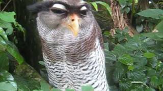 Malay Eagle Owl  Kitty