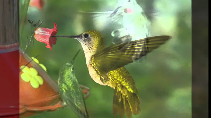 Seals and Crofts Hummingbird