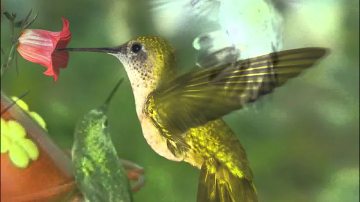 Seals and Crofts Hummingbird