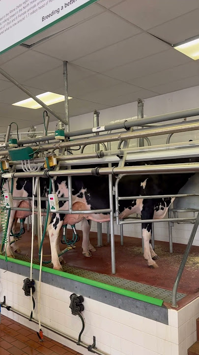 Milking Holstein cows at the Royal Adelaide Show #cow #milking #royaladelaideshow #farm