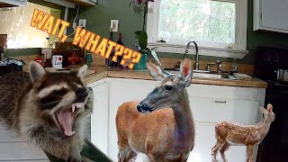 Download Lagu I Let Wild Animals Come And Live In My House 2 MP3 Download Lagu I Let Wild Animals Come And Live In My House 2 MP3