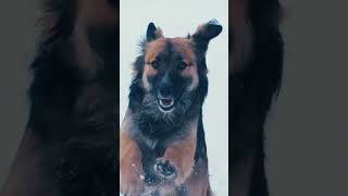 Liki the dog #dogoftheday #sonyfx30 #fx30 #podhale #videography