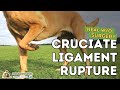 Cruciate Ligament Rupture in Dogs: Healing Without Surgery (Part 1)