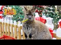 Giving Animals Christmas Presents! 🎁 🎄 | One Zoo Three | Animal Friends