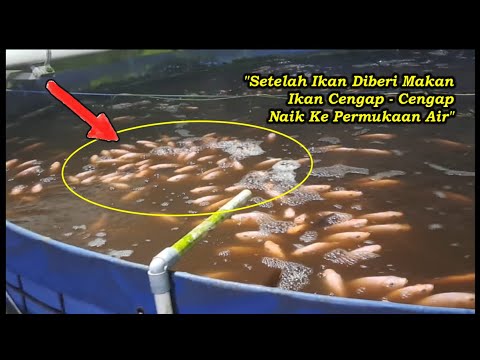 Video: Mengapa ikan saya di kolam saya tidak makan?