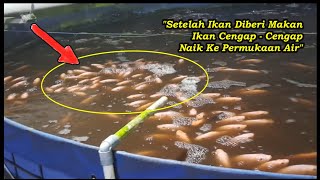 Kenapa Ikan cengap-cengap naik ke permukaan air kolam setelah diberi makan ? | SOLUSI