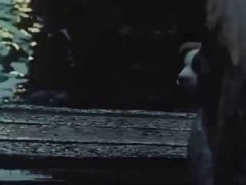 雨と子犬