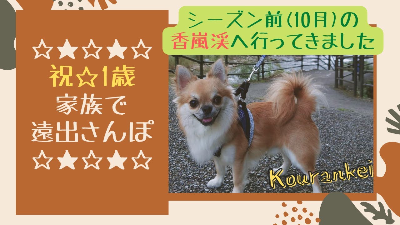 チワワ★祝1歳！ティオとシーズン前の香嵐渓へ行ってきました