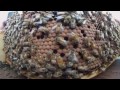 360 Video: Bees' eye view from the hive