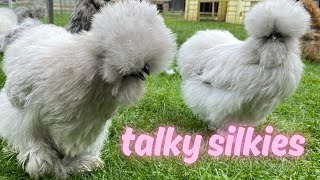 talky silkies by MerryLand 987 views 3 months ago 1 minute, 34 seconds