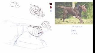 Drawing Animals: Gesture and Construction of Dogs