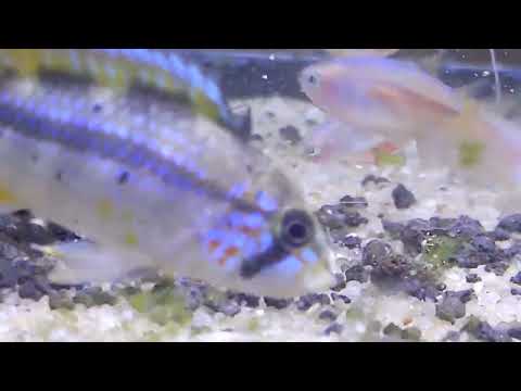 Scratches Kerri Tetras 