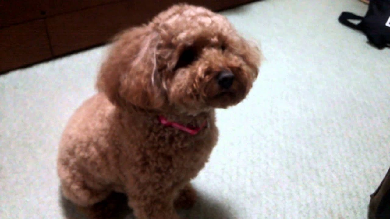 犬がタッチでウインナーを食べる Youtube