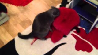 Кот насилует Лису