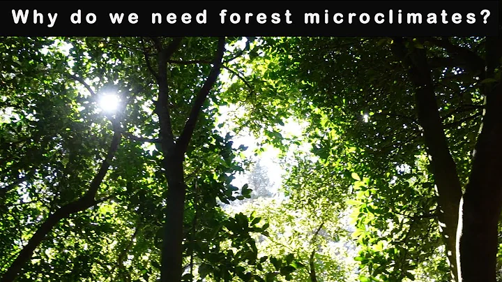 Forest Ecology - The Ecology of Microclimates | Dr...