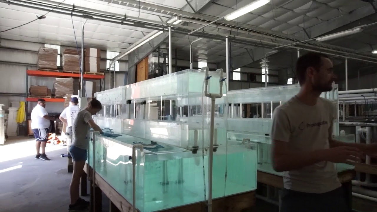 Tropical Fish Shipping YouTube