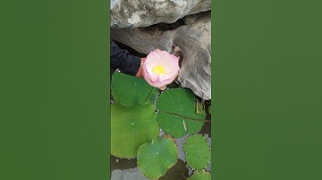 RT  mini rotary tillage and ridging all-in one tree  short view rogator rotarymower