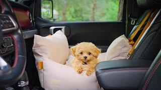 видео: Первый кемпинг с милым щенком_ASMR картинка: Первый кемпинг с милым щенком_ASMR