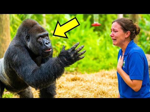 Blind Gorilla Recognizes His Keeper After 10 Years — How He Recognized Her Left Everyone in Tears!