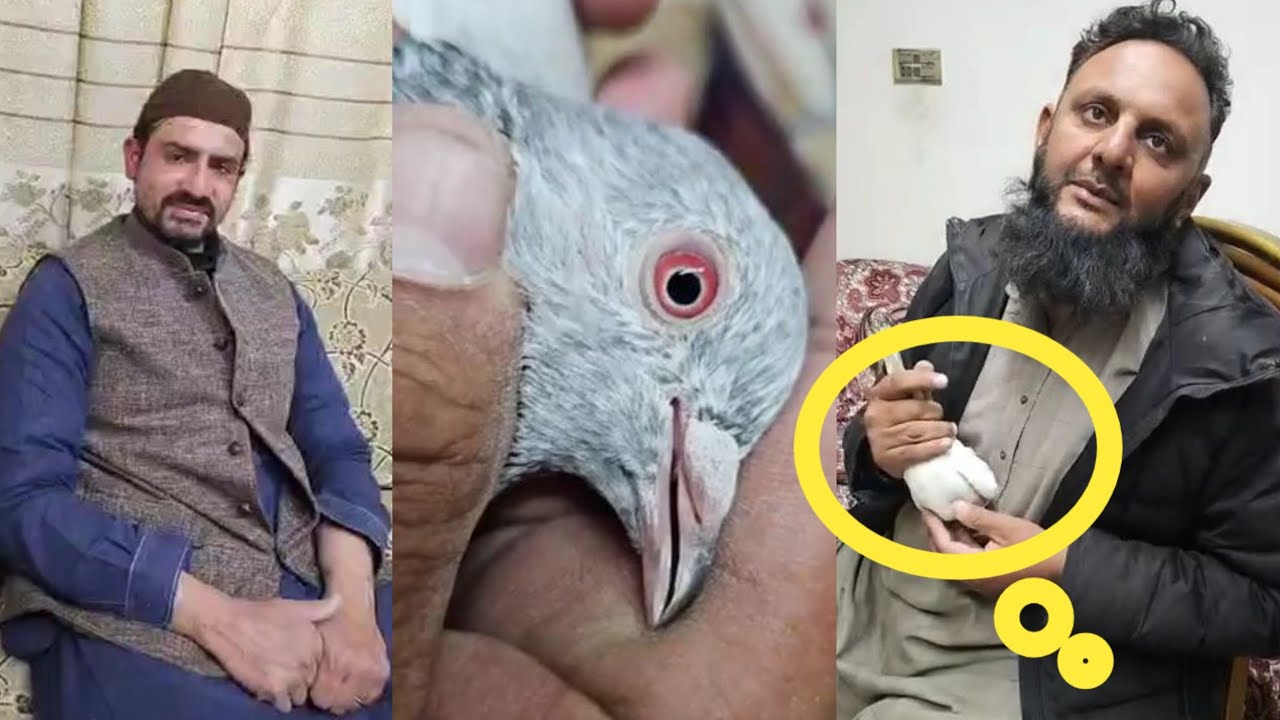 Multan Sa Kabootar Ki Selection Ustad Haji Imran Bakkar Mandi