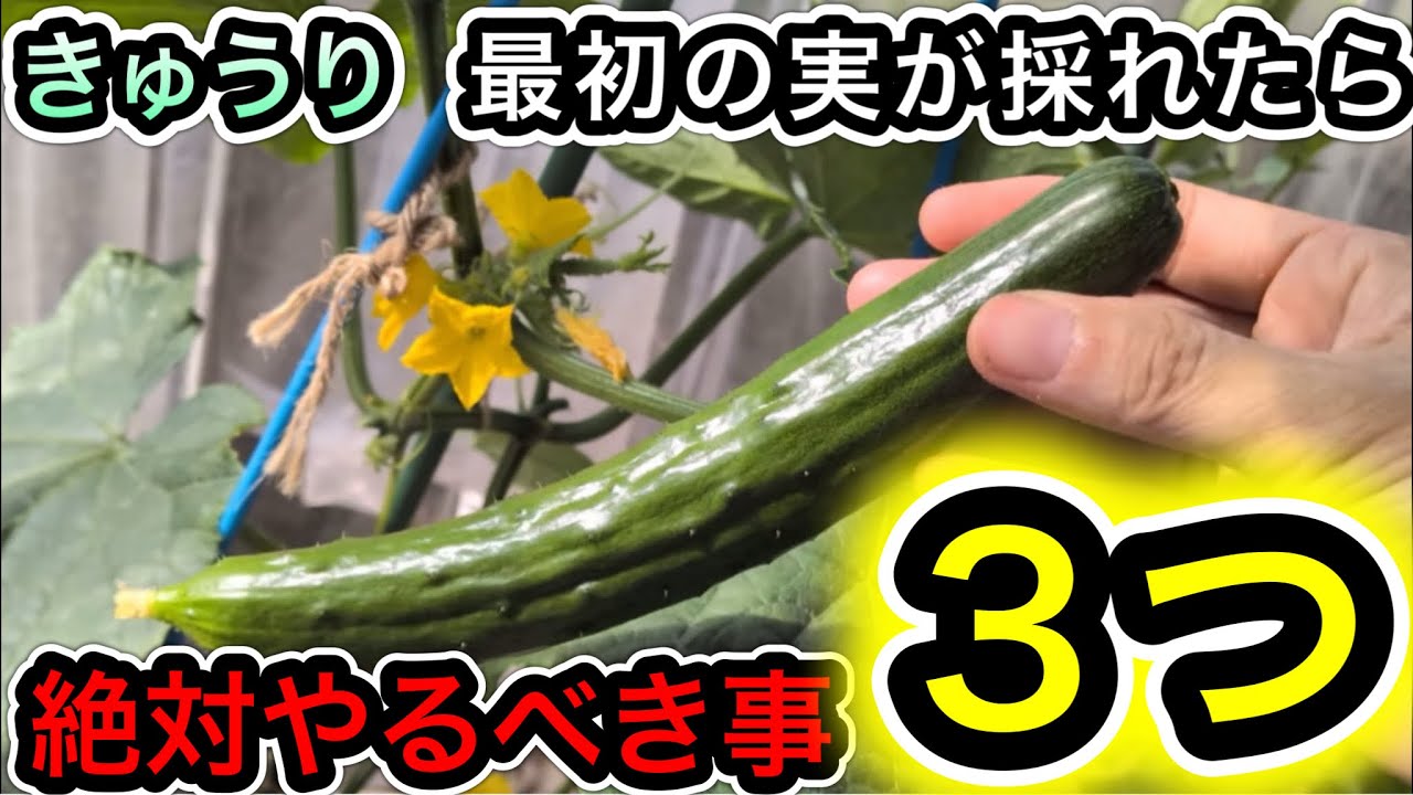 【きゅうり】最初の実を収穫したら必ず行う重要作業！タイミングが遅れると損します