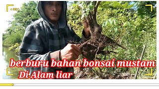 Berburu bahan bonsai mustam di alam liar(di pinggir tambak)