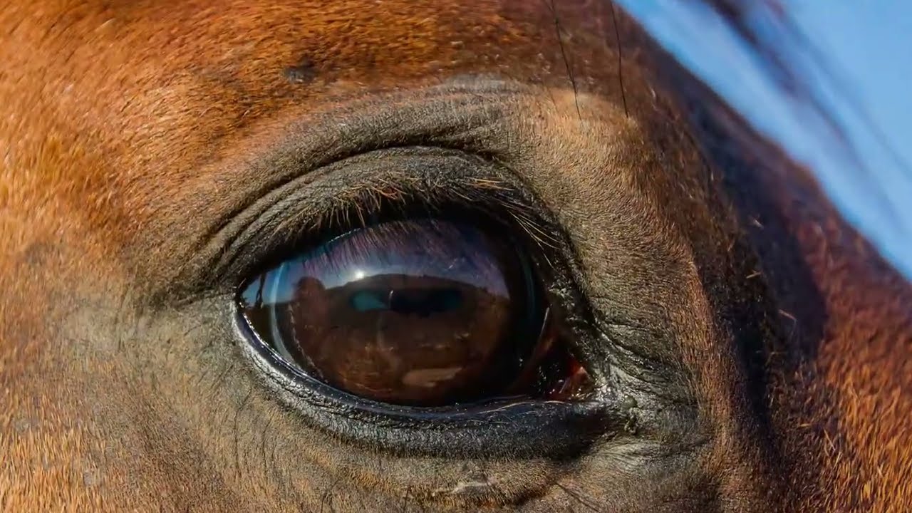 Corlands Blue & Sando