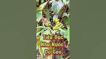 Tiểu đục như nước vo gạo dùng ngay cách này. #shortvideo