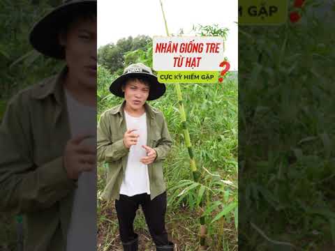 Video Độc đáo cách trồng tre từ hạt ! Có ai gặp chưa? - youtube