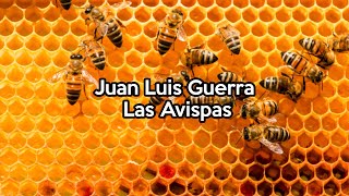 Juan Luis Guerra - Las Avispas (letra)