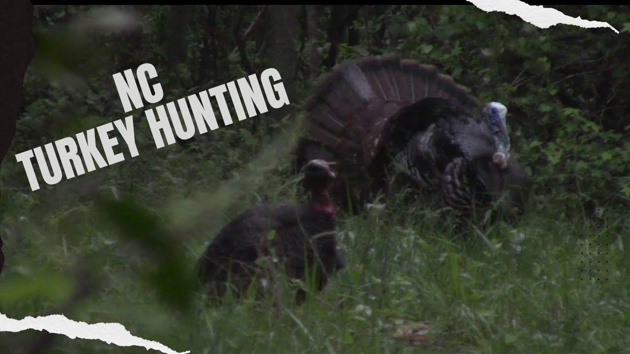 The PERFECT turkey hunt off the ROOST