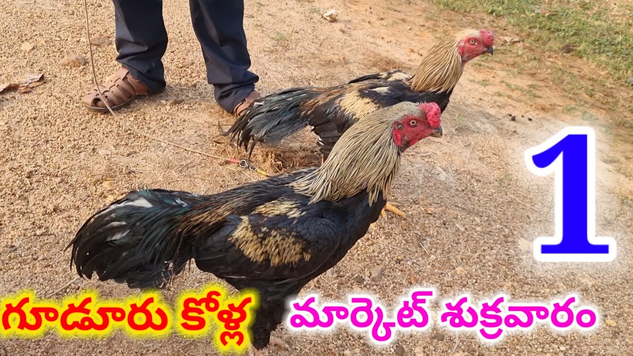గూడూరు కోడి పుంజుల మార్కెట్ 12 12 25 Gudur kolla market Today Friday market 
