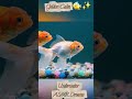 Elegant goldfish glide gracefully through glowing pebbles as bubbles rise in slow motion. #ASMR🌊✨🐟