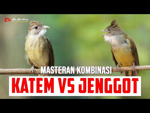 MASTERAN KAPAS TEMBAK VS CUCAK JENGGOT ESETAN PALING EDAN class=