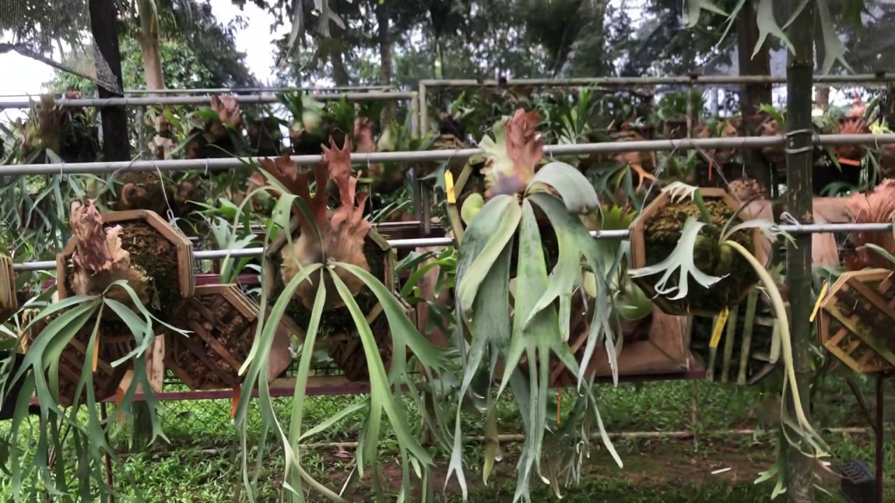 P. willinckii collection part#2 iloveferns nursery - YouTube